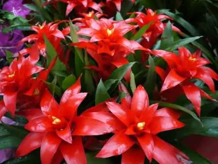 年底买花，选此6类花，大气又添彩（年底买什么板块）