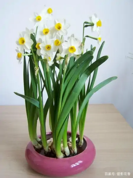 十款年宵花，扮靓您的家（什么叫年宵花）