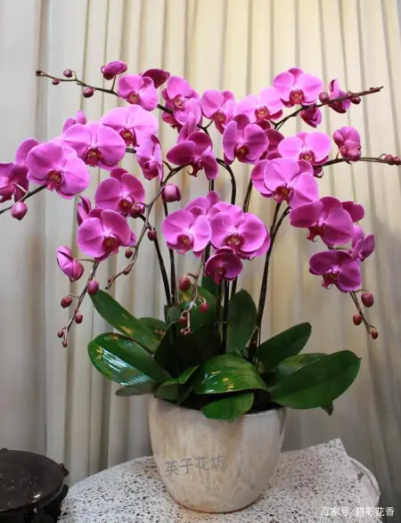 十款年宵花，扮靓您的家（什么叫年宵花）