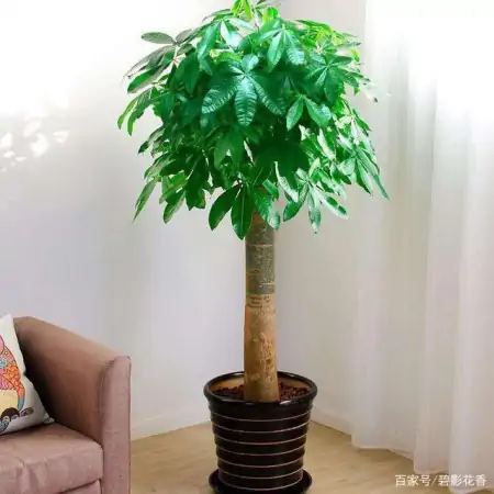 十款年宵花，扮靓您的家（什么叫年宵花）