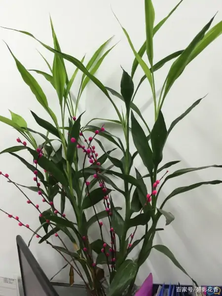 十款年宵花，扮靓您的家（什么叫年宵花）