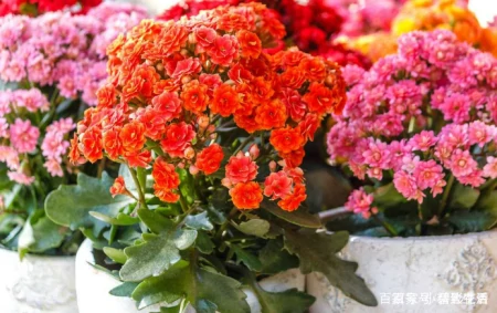 十款年宵花，扮靓您的家（什么叫年宵花）