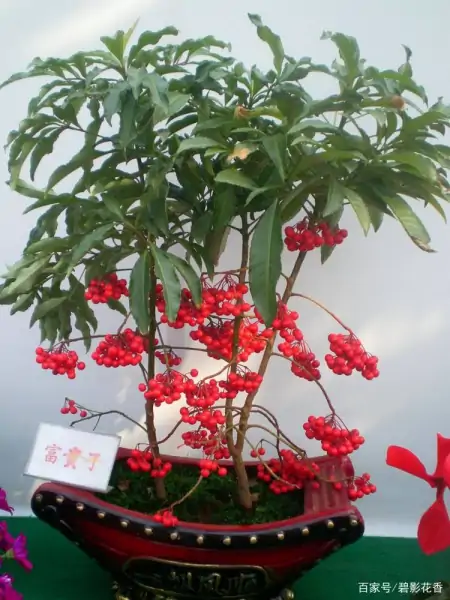 十款年宵花，扮靓您的家（什么叫年宵花）
