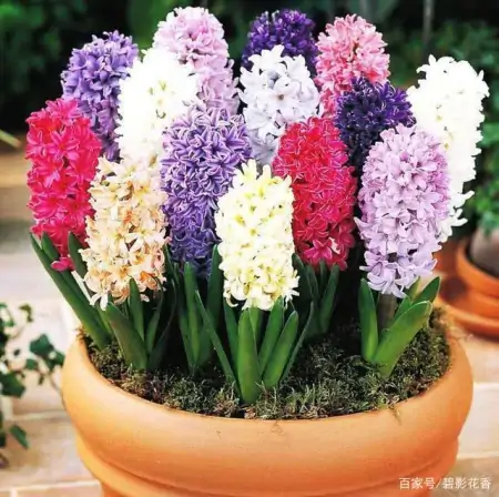 十款年宵花，扮靓您的家（什么叫年宵花）