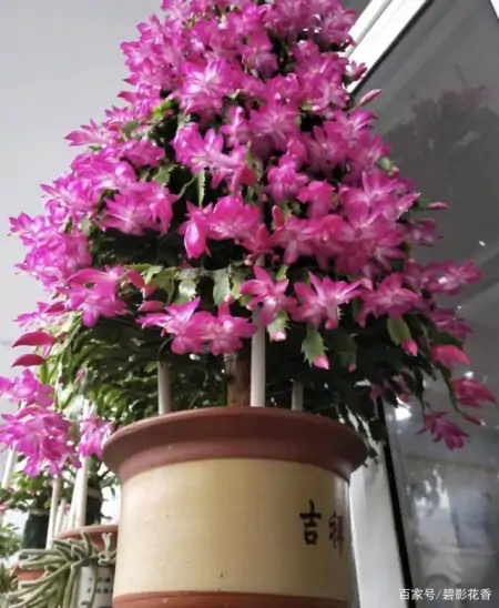 十款年宵花，扮靓您的家（什么叫年宵花）