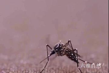 辽宁首次捕获4只金色蚊子，是属于黄色轲蚊，不吸血但依然要警惕-黄色蚊子是什么品种