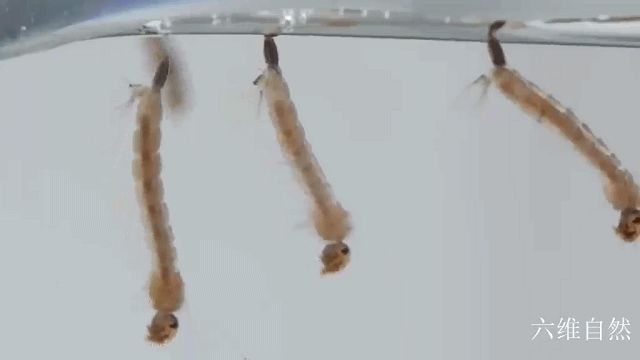 辽宁首次捕获4只金色蚊子，是属于黄色轲蚊，不吸血但依然要警惕-黄色蚊子是什么品种