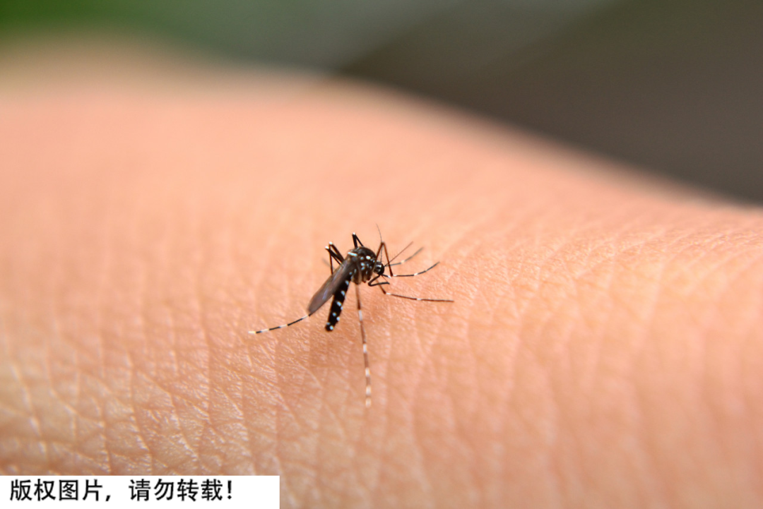 辽宁首次捕获4只金色蚊子：通体金黄，"蚊中贵族"？对人体有害？-金色的小蚊子
