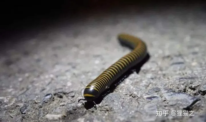 令人不安，成都青城山现大量不明线虫，专家：宿主或是马陆-青城山后山很吓人