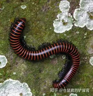 这是什么虫子阿？-这是啥虫子?