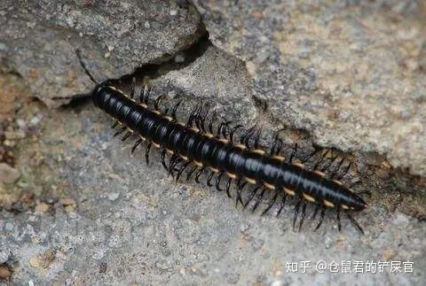这是什么虫子阿？-这是啥虫子?