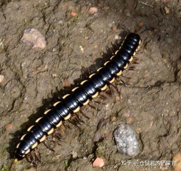 这是什么虫子阿？-这是啥虫子?