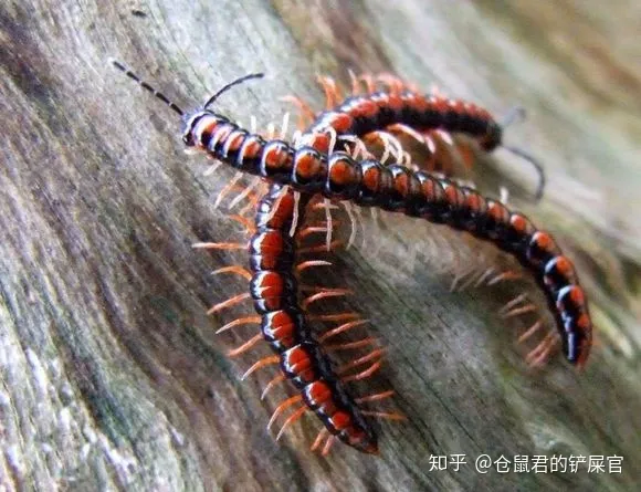 这是什么虫子阿？-这是啥虫子?