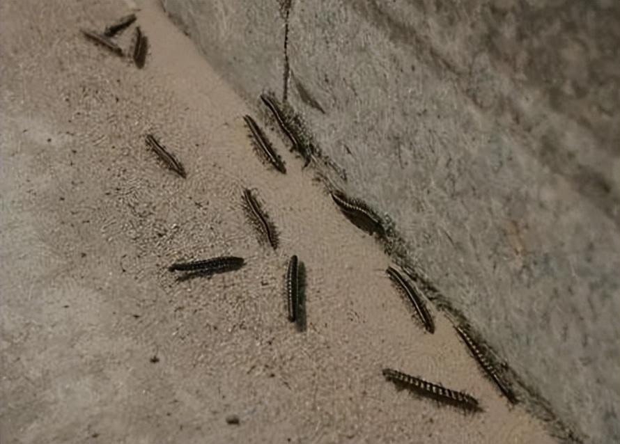 成都街头出现大量黑色小虫 官方回应：将进行专业治理-去成都被一种黑色的小虫咬