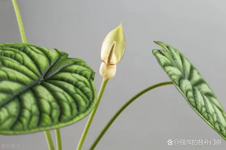 以下哪种植物适合烹饪食用？哪种植物有毒？蚂蚁庄园今日答案（可以用来吃的植物）
