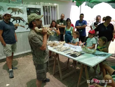剑齿虎打得过狮子老虎吗?（剑齿虎与狮子体型对比）