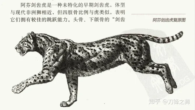 剑齿虎打得过狮子老虎吗?（剑齿虎与狮子体型对比）