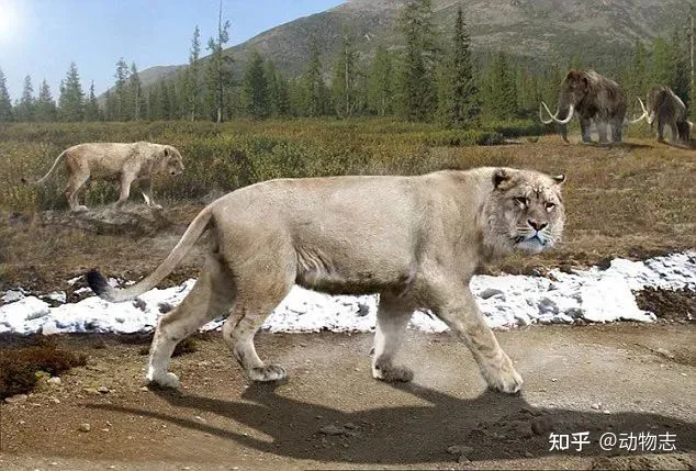 美洲豹：对抗剑齿虎200万年，被狮子全球追杀，龟缩南美逃过一劫（美洲豹是国家几级动物）