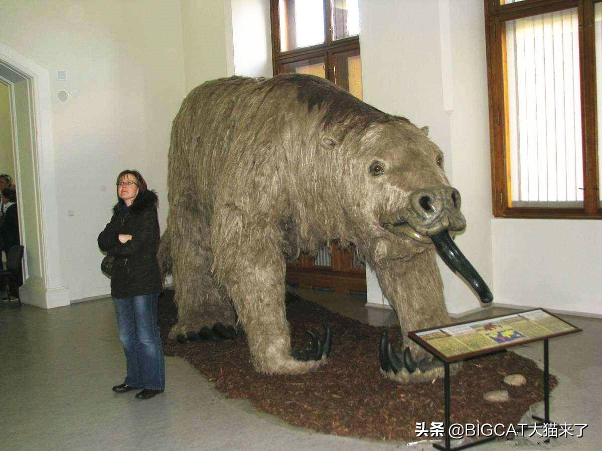 地球史上最大的地懒：行动缓慢只吃素，却可轻松吓跑剑齿虎（地球上最大的物种是什么）