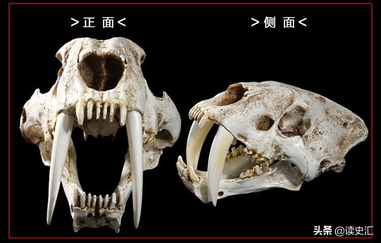 距今9000年前，沃姆冰河时期，人类围捕剑齿虎的手段揭秘（中国最早的葡萄酒出现在哪个时期）