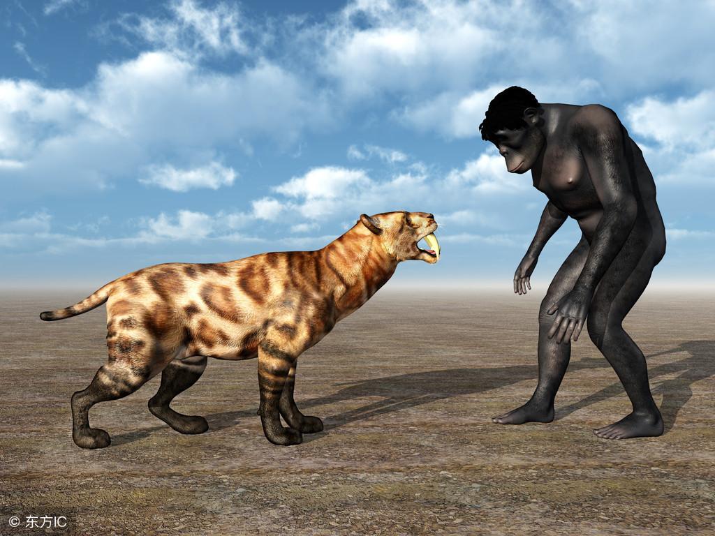 猎手到猎物的转变，人类真的是灭亡剑齿虎的元凶吗，沥青揭示真相（剑齿虎被人类灭绝）