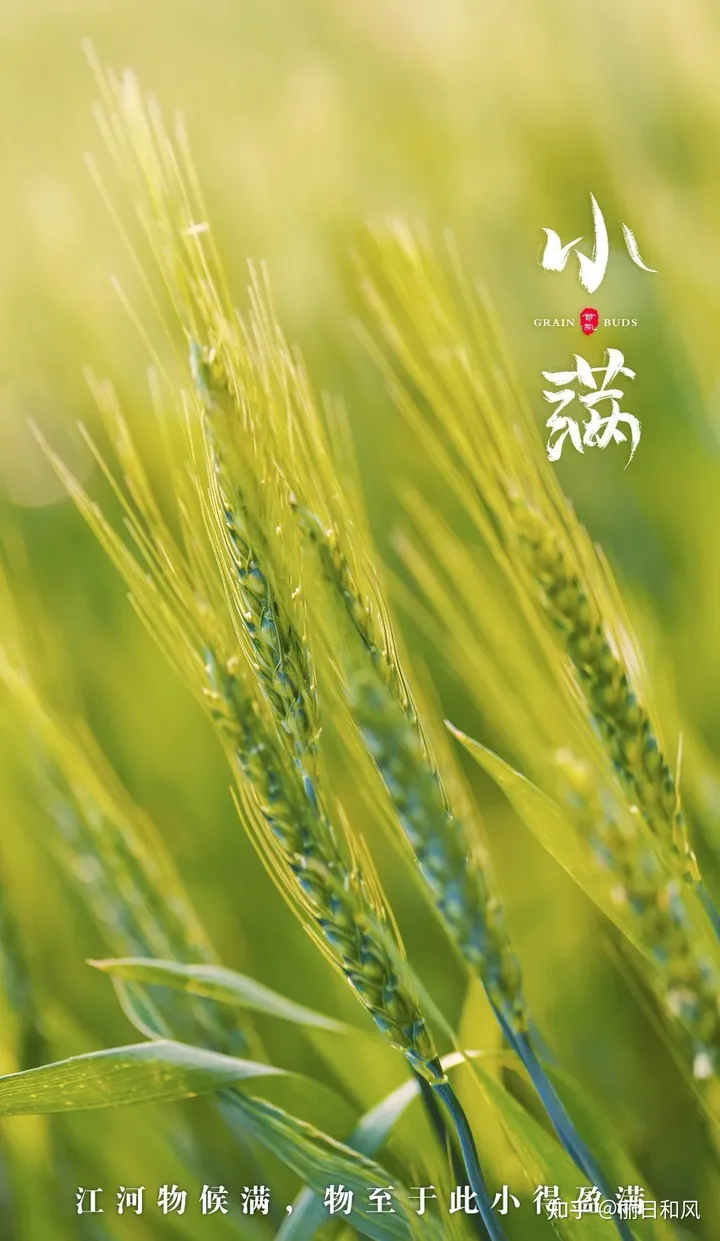 今天是小满节气，24节气你都了解哪些？（二十四节气中小满是什么意思）