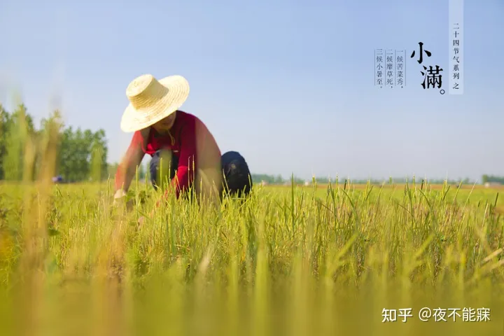 什么是小满？（grain brewing）