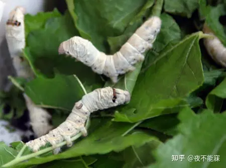 什么是小满？（grain brewing）