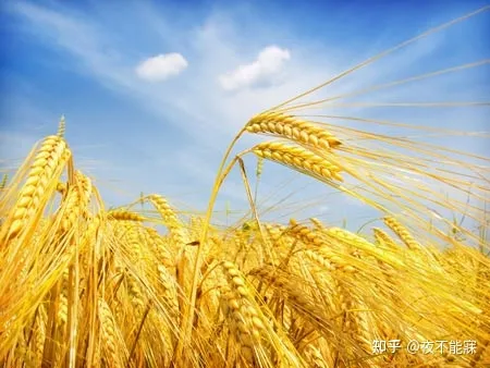 什么是小满？（grain brewing）