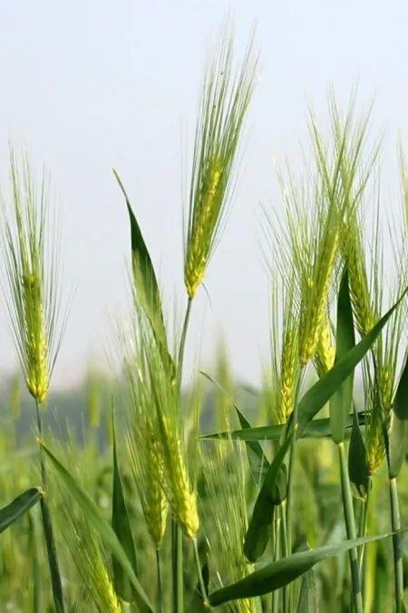 【四季守护·二十四节气】小满（四季二十四节气顺序）