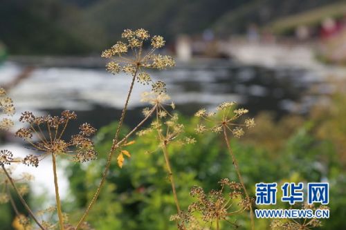 小满节气具体几月几日几时 2018小满图片小满是什么意思（小满节气秒懂百科）