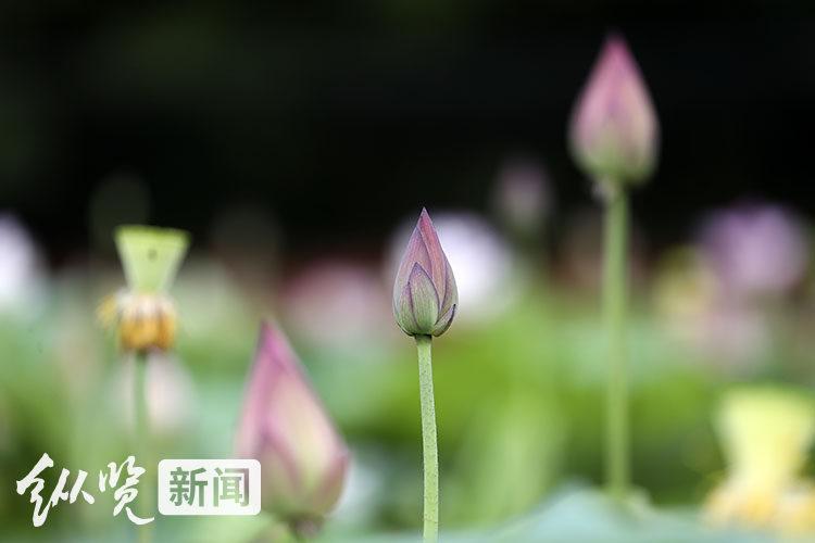 今日夏至｜ “夏九九”，你会数吗？来，趁“热”了解下-夏至九九歌儿歌视频