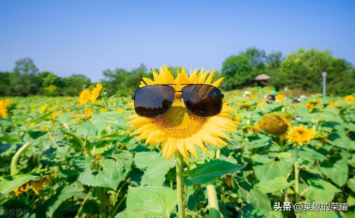 夏至，一年中最长的白天，古人是怎么发现的呢？-夏至是白天最长的一天