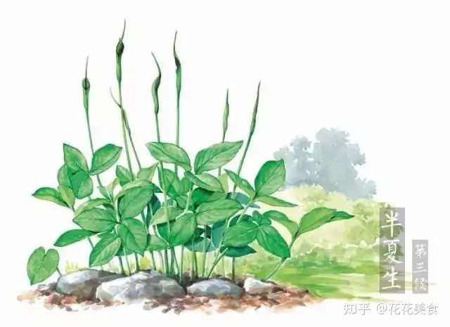 【二十四节气·夏至】日北至，日长之至，日影短至，故曰夏至-夏至日的昼夜情况
