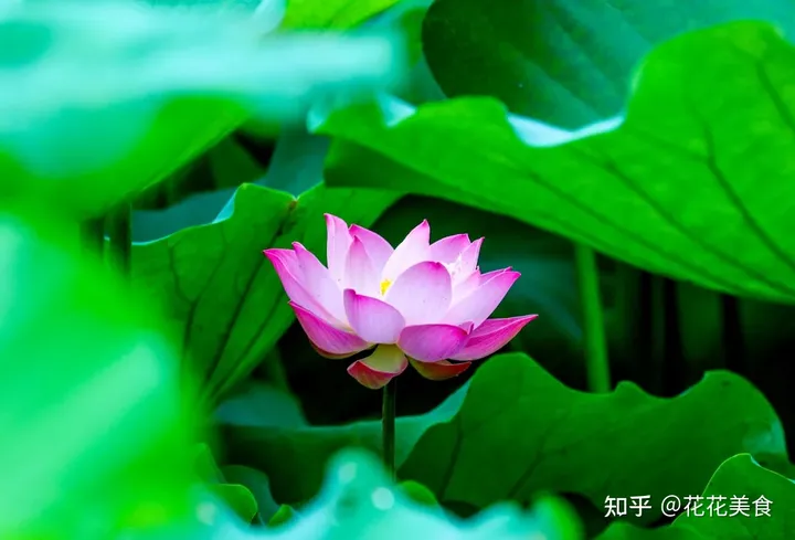 【二十四节气·夏至】日北至，日长之至，日影短至，故曰夏至-夏至日的昼夜情况