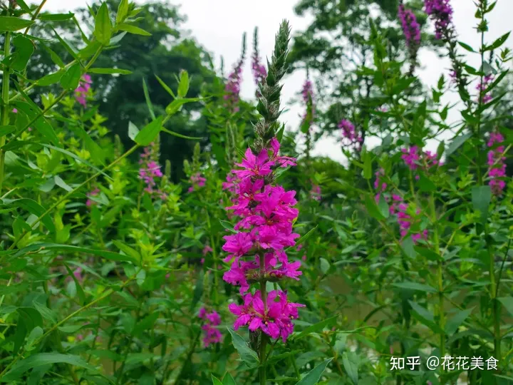 【二十四节气·夏至】日北至，日长之至，日影短至，故曰夏至-夏至日的昼夜情况