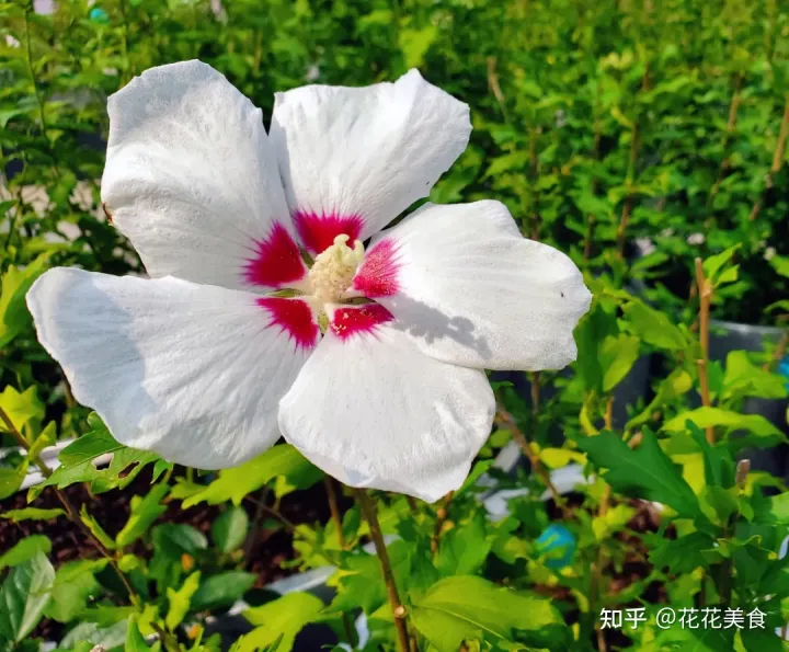 【二十四节气·夏至】日北至，日长之至，日影短至，故曰夏至-夏至日的昼夜情况