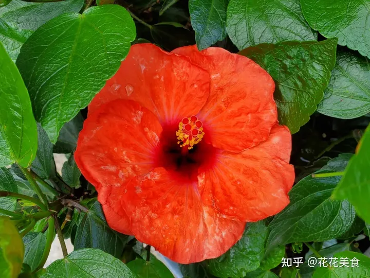【二十四节气·夏至】日北至，日长之至，日影短至，故曰夏至-夏至日的昼夜情况