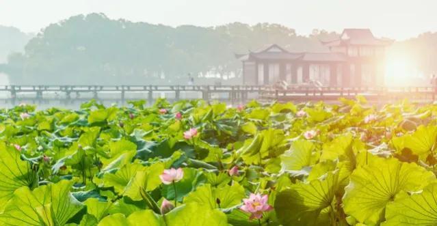 夏至养生指南来了！清淡饮食，适当吃“苦”，这5道食谱请收好-苦夏吃什么补品