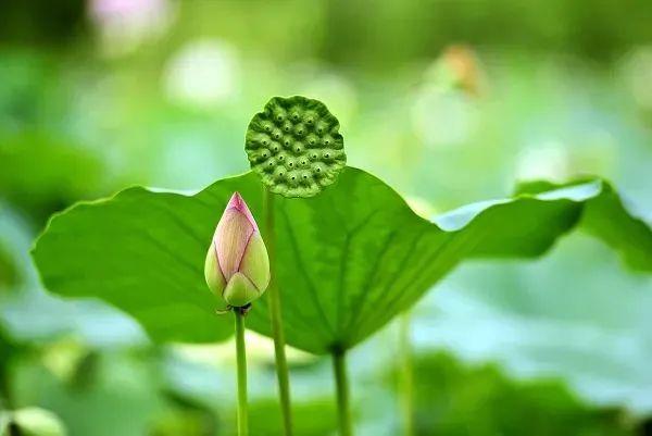 「健康」今日夏至｜这几件事你不得不防-夏至日有什么讲究
