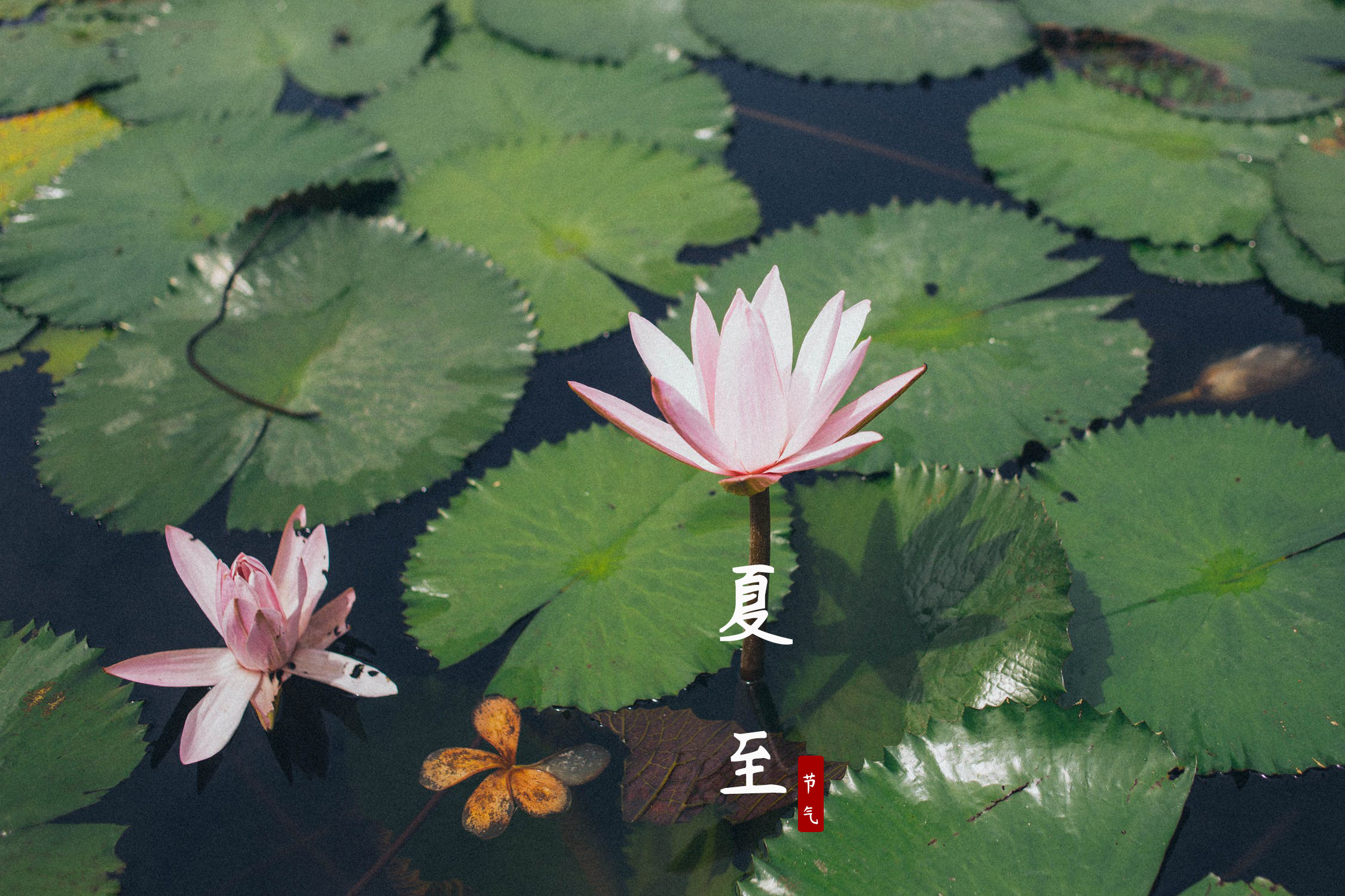 6月21日夏至：吃什么？做什么？-夏至这天要吃什么食物