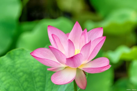 梅雨季吃什么？走地鸡在夏季的特有烧法，清热解暑又鲜美，必吃！-走地鸡吃什么食物