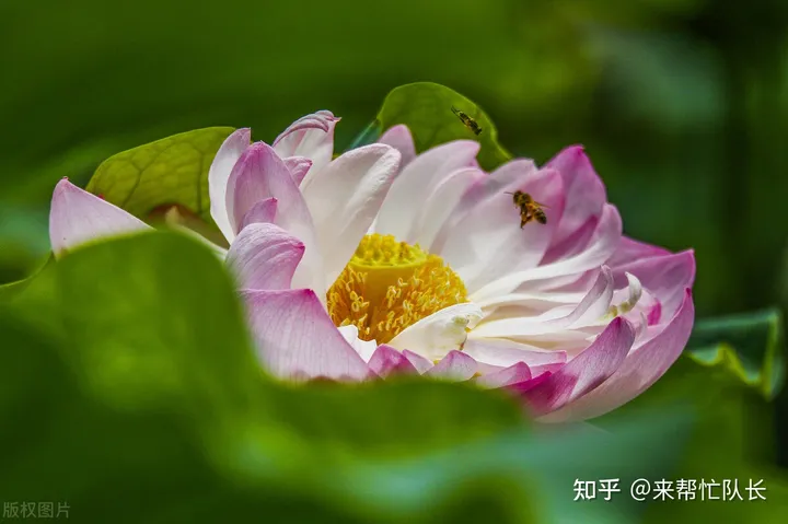 夏至养生怎样吃？夏季养阳，重在“养心”！-夏至养生吃什么食物窍门最好