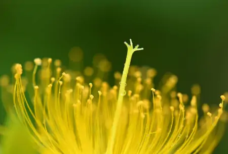 今年芒种不一般，老话说：“芒种节气有三怕”，到底怕什么？-芒种节气什么意思