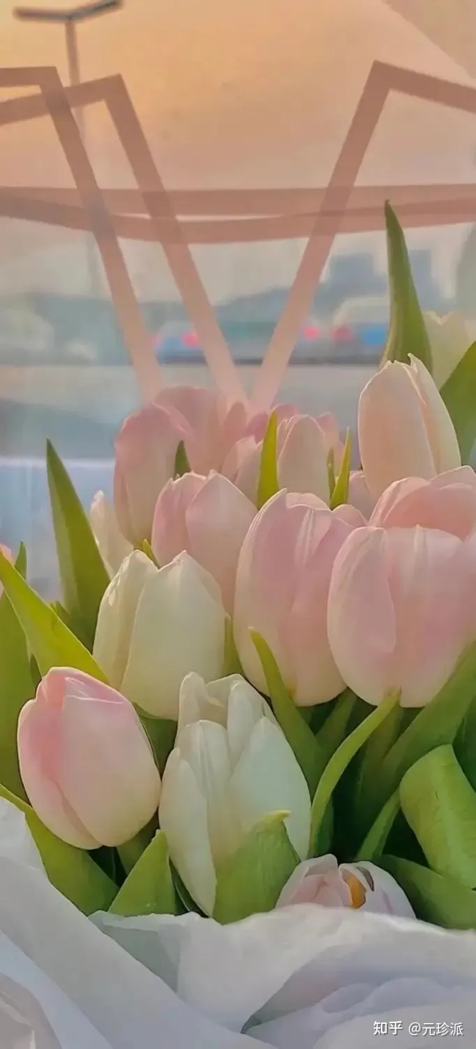 郁金香花语象征与寓意（郁金香花语诗句）（郁金香花语及寓意）
