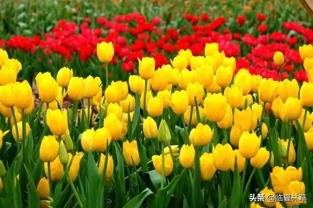 【林草文化】科普篇‖一枝娉婷秀春光，芬芳满溢郁金香（一树意思解释）