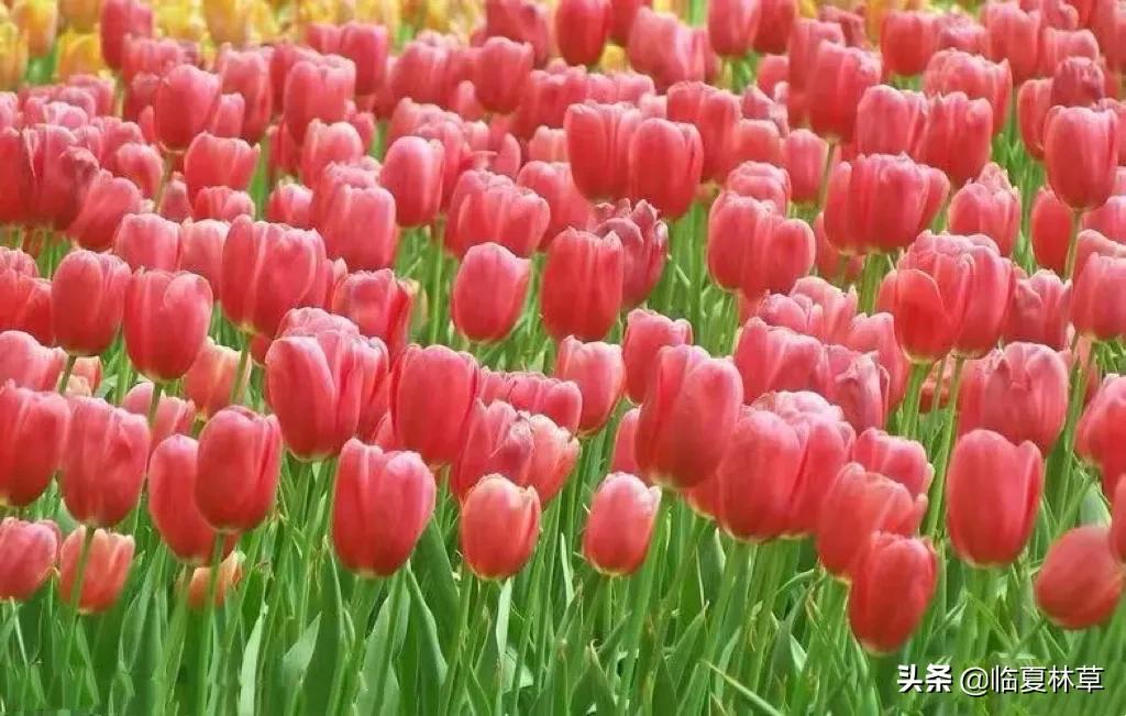 【林草文化】科普篇‖一枝娉婷秀春光，芬芳满溢郁金香（一树意思解释）