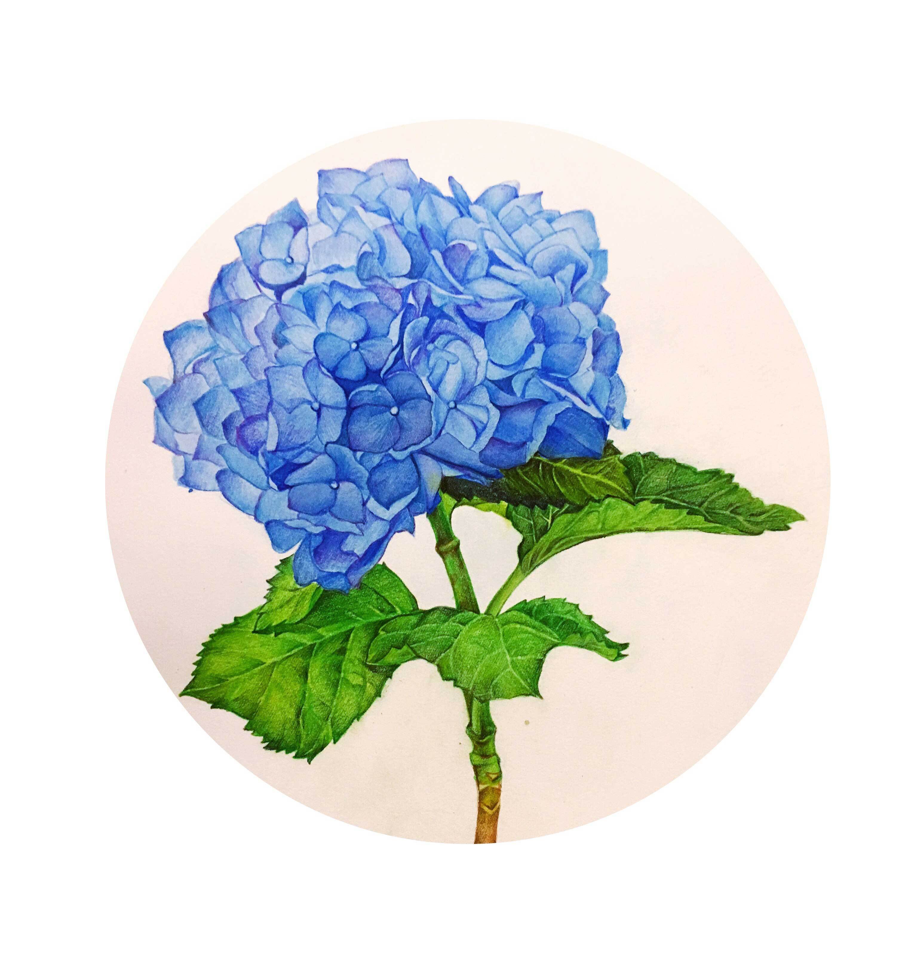 绣球花的花语和带给我们的寓意是什么？（蓝色绣球花的花语）