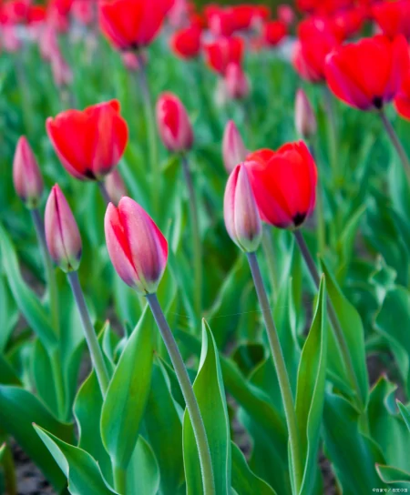 月季花、玫瑰花、郁金香花语和寓意是什么（玫瑰和郁金香花语区别）