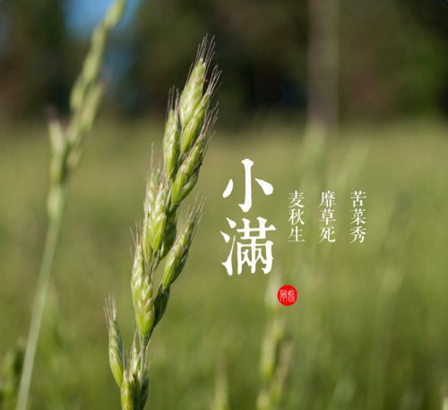 二十四节气之小满，你了解吗？-二十四节气表顺口溜